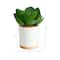 6'' Succulent Artificial Plant in White Ceramic Planter